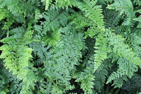 Polystichum setiferum 'Herrenhausen'_01