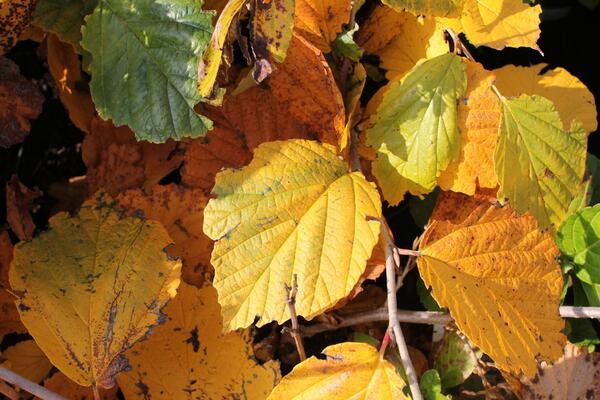 Hamamelis intermedia 'Aphrodite'