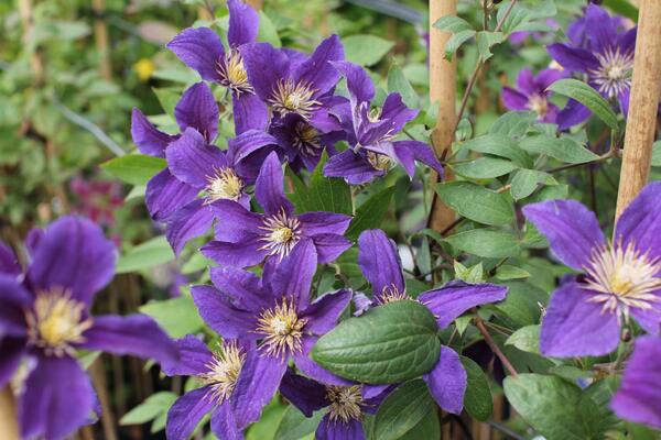 Clematis 'So Many® Blue Flowers' PBR