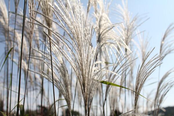 Miscanthus sinensis 'Memory'_02