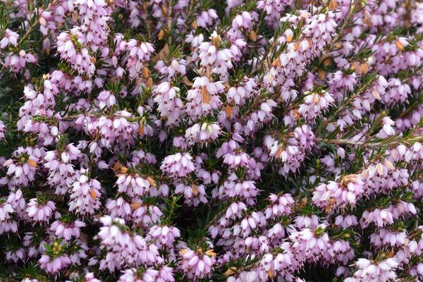 Erica darleyensis 'Ghost Hills'