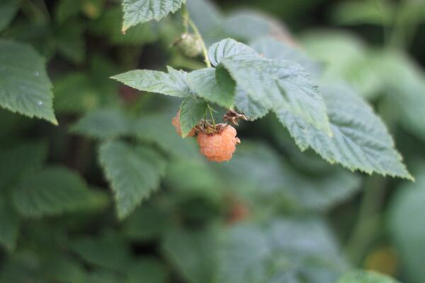 Rubus idaeus (r) 'Fall Gold'