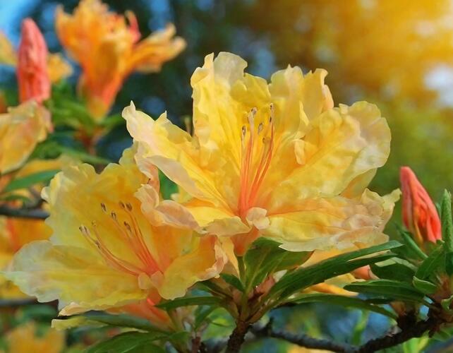 Azalka 'Golden Lights' - Azalea (KH) 'Golden Lights'