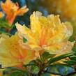 Azalka 'Golden Lights' - Azalea (KH) 'Golden Lights'