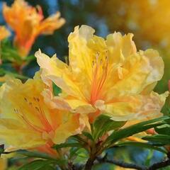 Azalka 'Golden Lights' - Azalea (KH) 'Golden Lights'