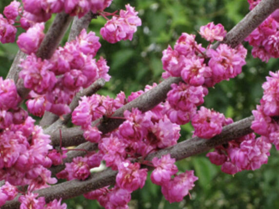 Zmarlika kanadská 'Pink Pom Pom' - Cercis canadensis 'Pink Pom Pom'