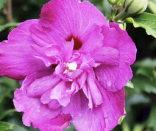 Ibišek syrský 'Purple Ruffles' - Hibiscus syriacus 'Purple Ruffles'