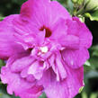 Ibišek syrský 'Purple Ruffles' - Hibiscus syriacus 'Purple Ruffles'