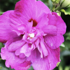 Ibišek syrský 'Purple Ruffles' - Hibiscus syriacus 'Purple Ruffles'