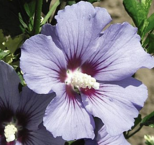 Ibišek syrský 'Marina' - Hibiscus syriacus 'Marina'