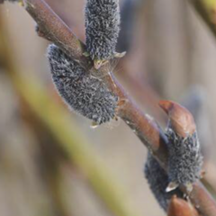 Vrba štíhlopestíková 'Black Cats' - Salix gracilistyla 'Black Cats'