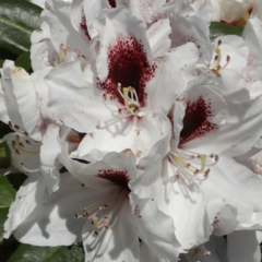 Pěnišník 'Hachmann's Picobello' - Rhododendron 'Hachmann's Picobello'