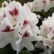 Pěnišník 'Schneeauge' - Rhododendron (T) 'Schneeauge'