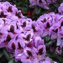 Pěnišník 'Metallica' - Rhododendron (T) 'Metallica'