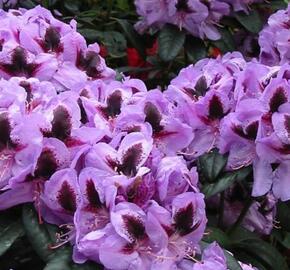 Pěnišník 'Metallica' - Rhododendron (T) 'Metallica'