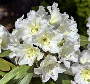 Pěnišník 'Lumotar' - Rhododendron (T) 'Lumotar'