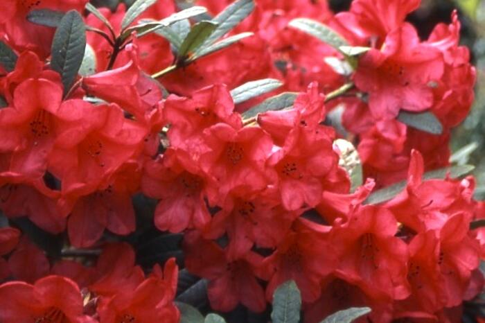 Pěnišník 'Elizabeth Red Foliage' - Rhododendron 'Elizabeth Red Foliage'