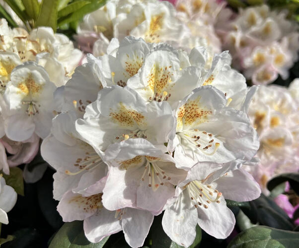 Pěnišník 'Pernilla' - Rhododendron (T) 'Pernilla'