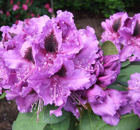 Pěnišník  (T) 'Peter Alan' - Rhododendron (T) 'Peter Alan'