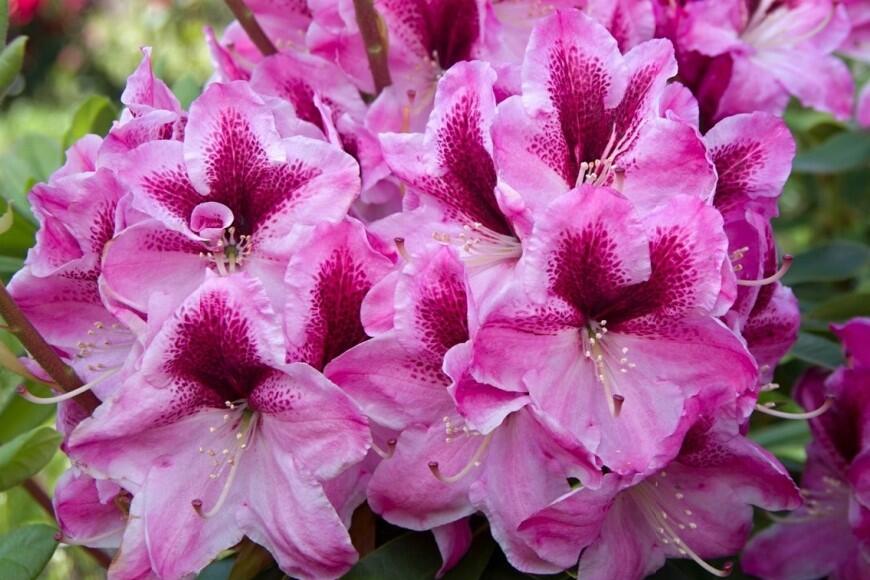 Pěnišník 'Děvín' - Rhododendron 'Děvín'