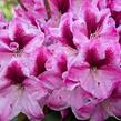 Pěnišník 'Děvín' - Rhododendron 'Děvín'