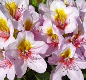 Pěnišník 'Hostýn' - Rhododendron 'Hostýn'