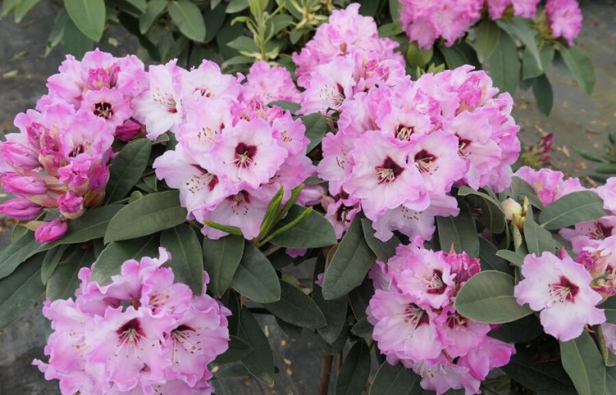 Pěnišník 'Karlštejn' - Rhododendron 'Karlštejn'