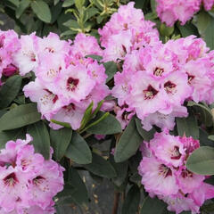 Pěnišník 'Karlštejn' - Rhododendron 'Karlštejn'