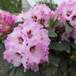 Pěnišník 'Karlštejn' - Rhododendron 'Karlštejn'