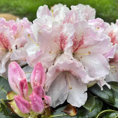 Pěnišník 'Koda' - Rhododendron 'Koda'