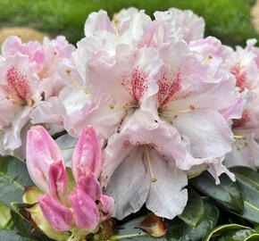 Pěnišník 'Koda' - Rhododendron 'Koda'