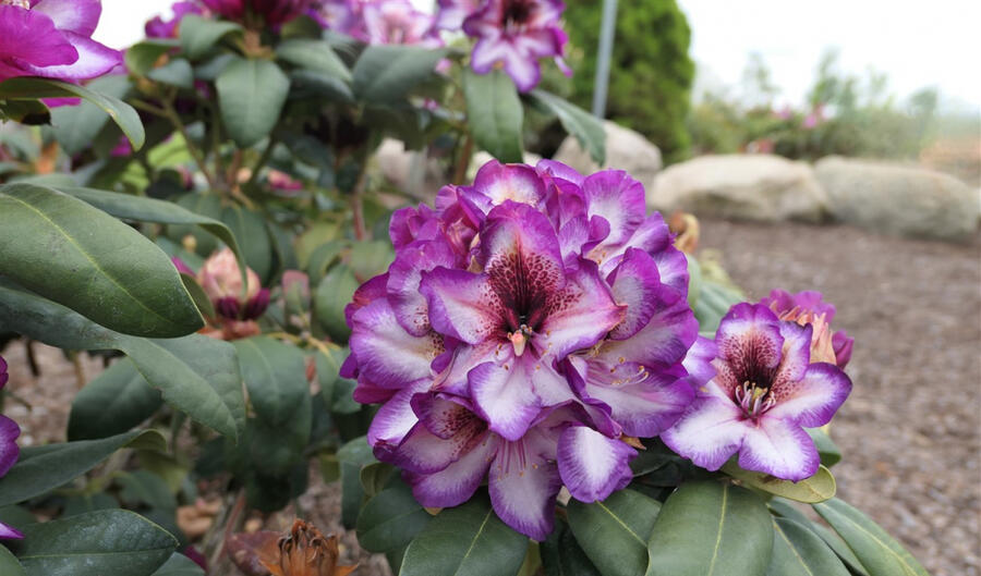 Pěnišník 'Hans Hachmann' - Rhododendron 'Hans Hachmann'