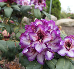 Pěnišník 'Hans Hachmann' - Rhododendron 'Hans Hachmann'