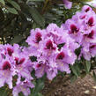 Pěnišník 'Kabarett' - Rhododendron 'Kabarett'