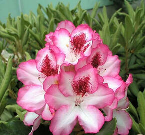 Pěnišník 'Hachmann's Charmant' - Rhododendron 'Hachmann's Charmant'