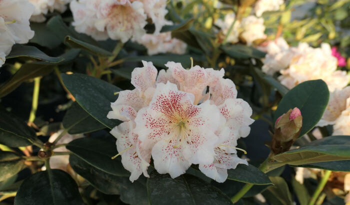 Pěnišník 'Double Dots' - Rhododendron 'Double Dots'