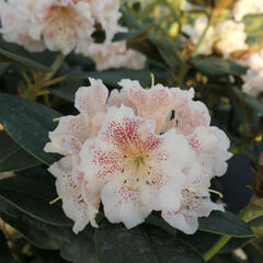 Pěnišník 'Double Dots' - Rhododendron 'Double Dots'