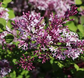 Šeřík Meyerův 'Red Pixie' - Syringa meyeri 'Red Pixie'