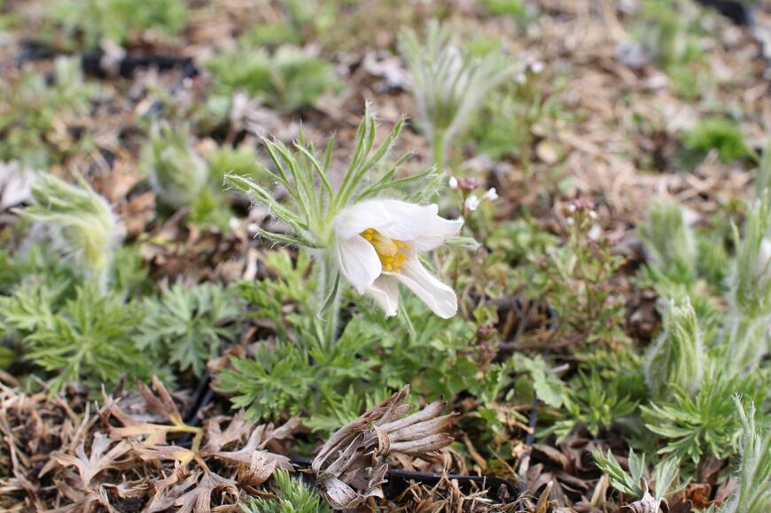 Pulsatilla vulgaris 'Bells White'_jaro