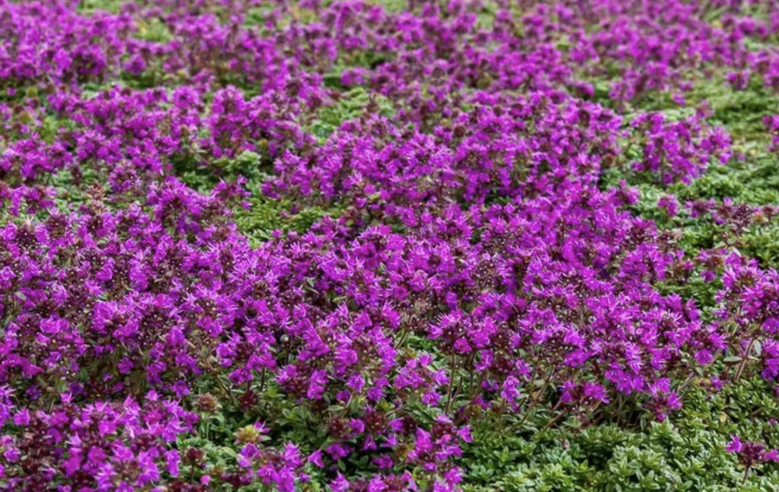 Thymus Red Carpet