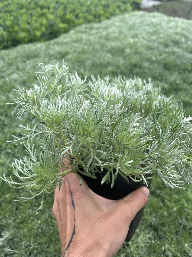 Artemisia schmidtiana 'Silver Mound'