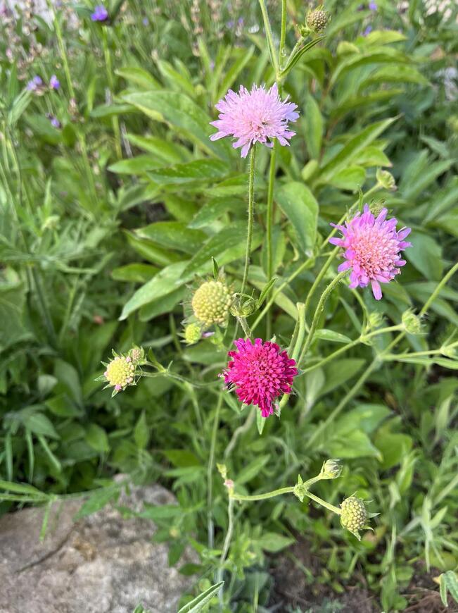 Knautia macedonica