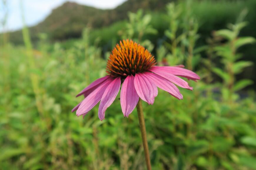 Echinacea purpurea 'Magnus Superior' (2)