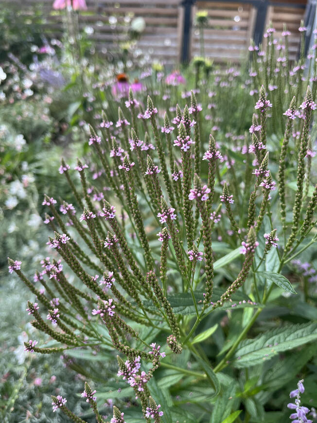 Verbena hastata 'Pink Spires'