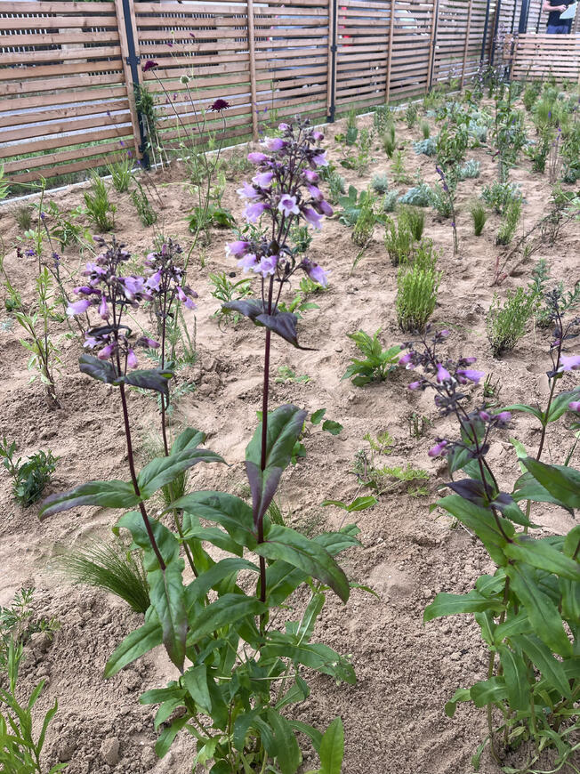 Penstemon 'Dakota™ Verde'