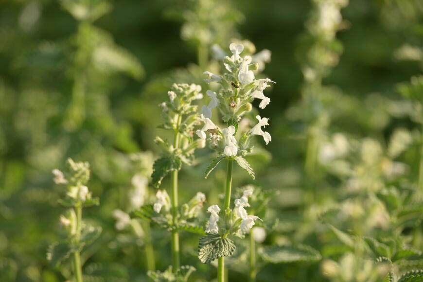 Nepeta racemosa 'Alba'