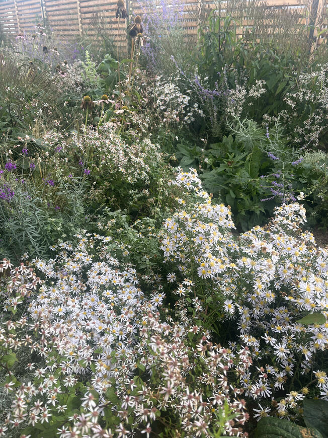 Aster ericoides 'Alba' a Aster divaricatus 'Eastern Star'