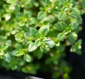 Mateřídouška 'Limone' - Thymus citriodorus 'Limone'