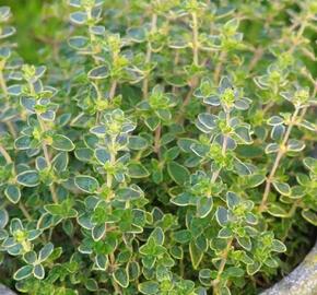 Mateřídouška 'Mystic Lemon' - Thymus citriodorus 'Mystic Lemon'