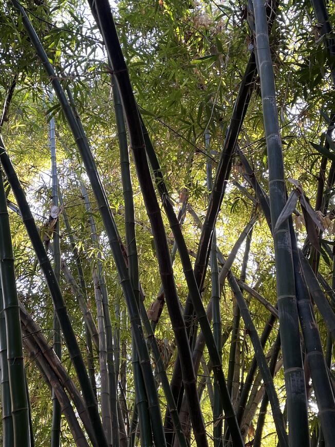 Jardin Majorelle